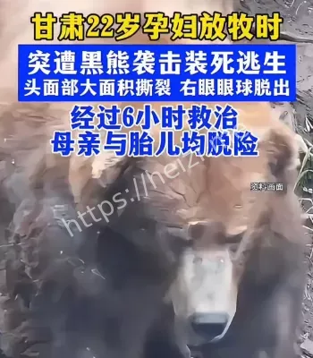 黑熊袭击装死